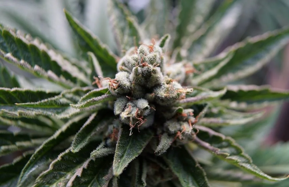 Indica VS Sativa: Come Riconoscere le Differenze indica vs sativa indoor