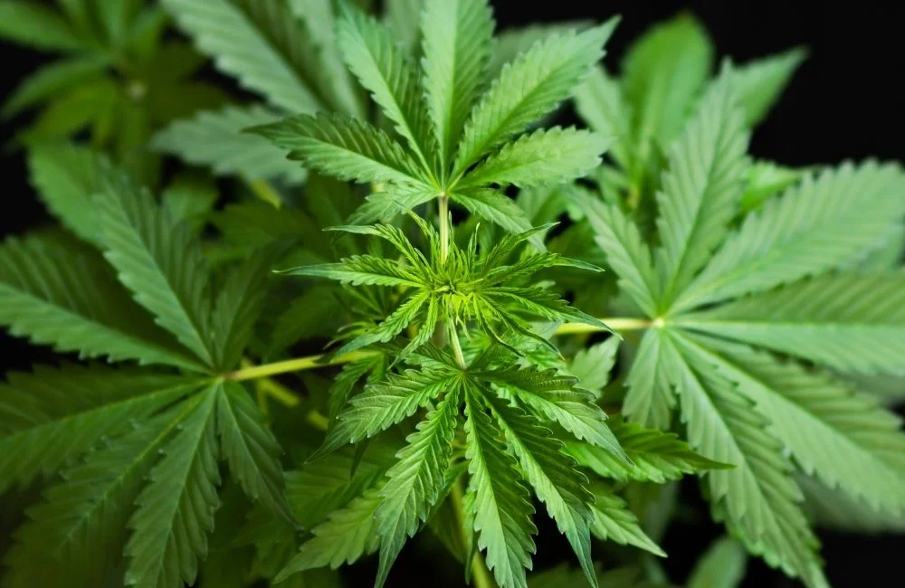 Indica VS Sativa: Come Riconoscere le Differenze