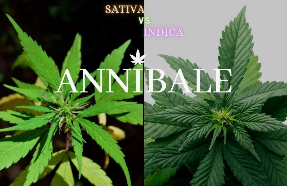 Indica VS Sativa: Come Riconoscere le Differenze