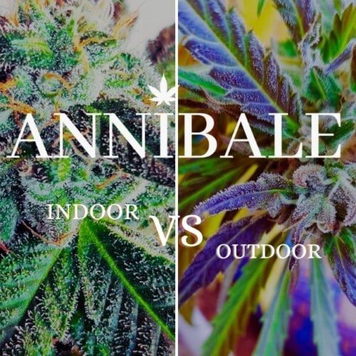 Main-lining Technique In Cannabis Growing - Blog - Annibale Seedshop