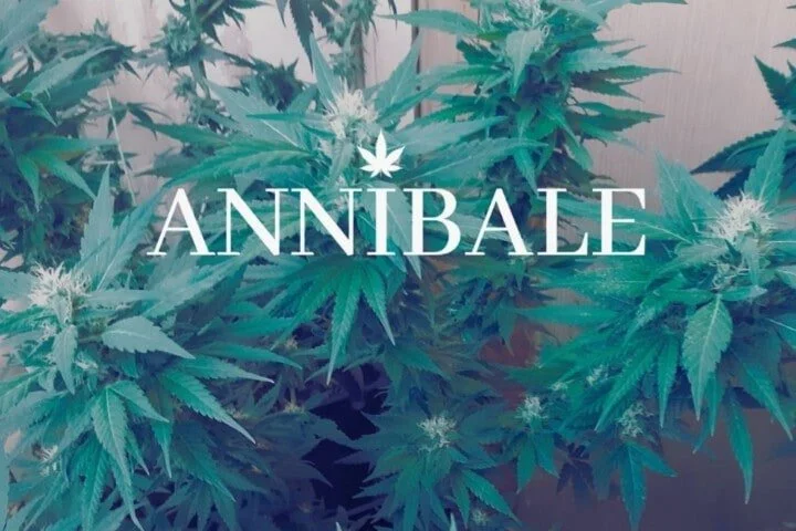 main lining coltivazione cannabis