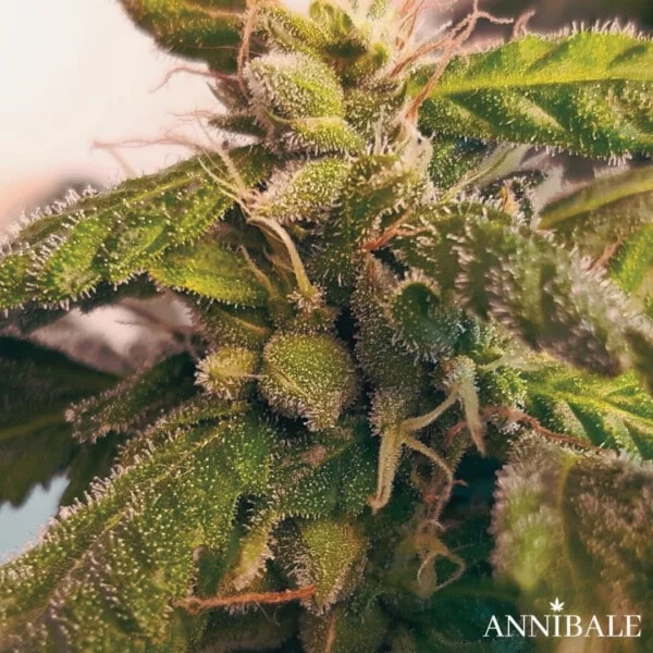 Mountain Hashplant F1 Regular - Annibale Genetics - Image 3