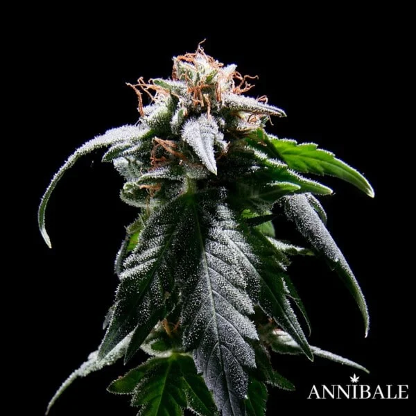 Firstclass F1 Annibale Genetics