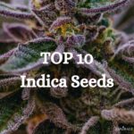 Top 10 Indica cannabis Seeds