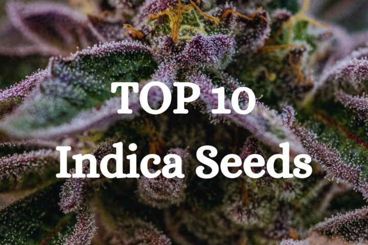 Top 10 Indica cannabis Seeds