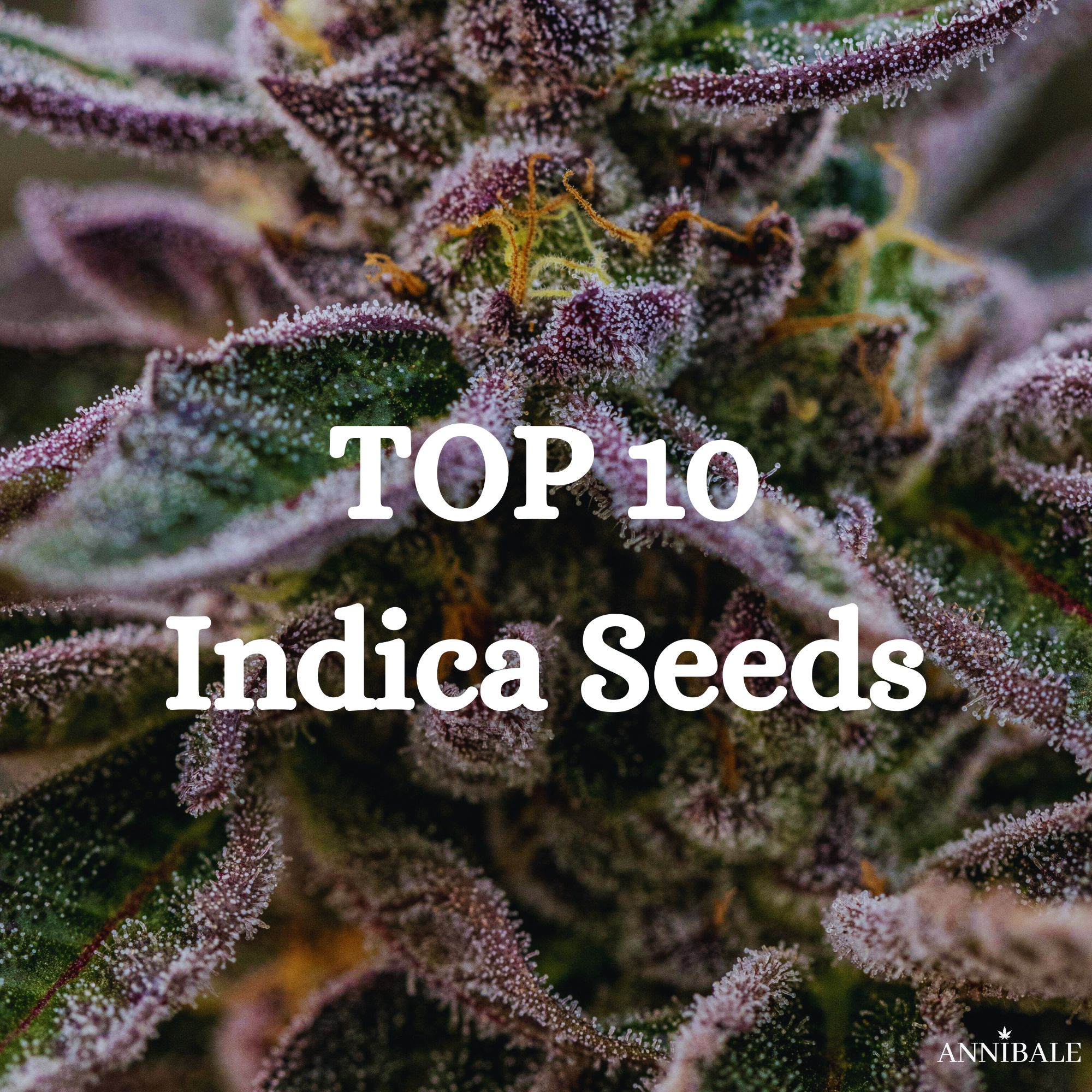 Top 10 Indica cannabis Seeds