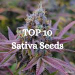 Top 10 Sativa Seeds