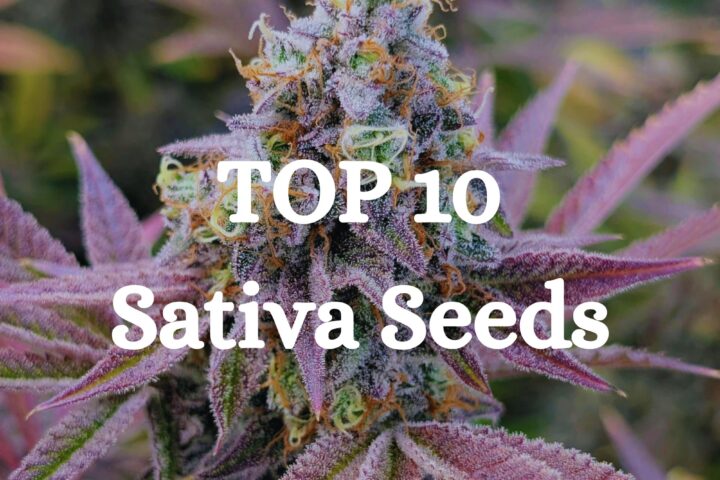Top 10 Sativa Seeds