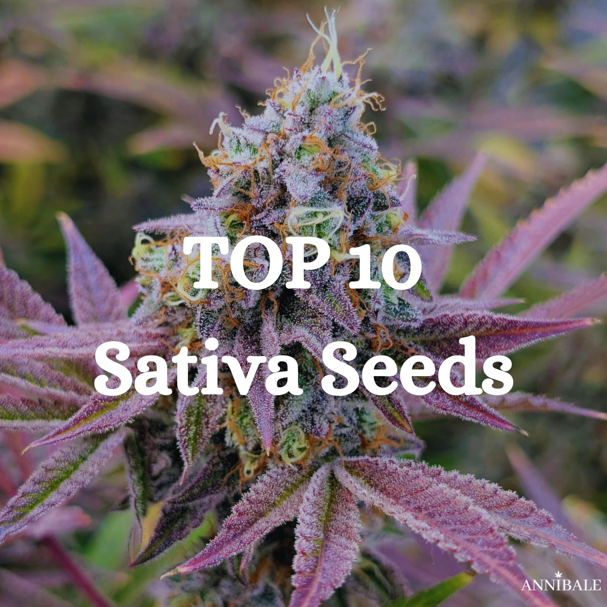 Top 10 Sativa Seeds
