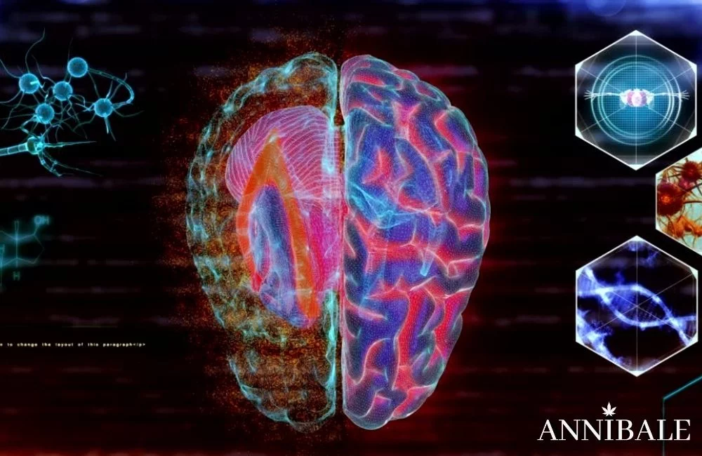 Effetti della Marijuana: Cannabis Sativa, Indica o Hashish? cannabis-effect-marijuana