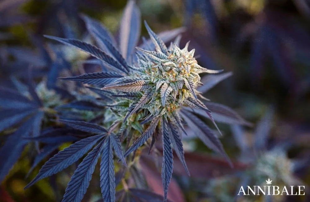 Effetti della Marijuana: Cannabis Sativa, Indica o Hashish? effetti-della-marijuana-hashish