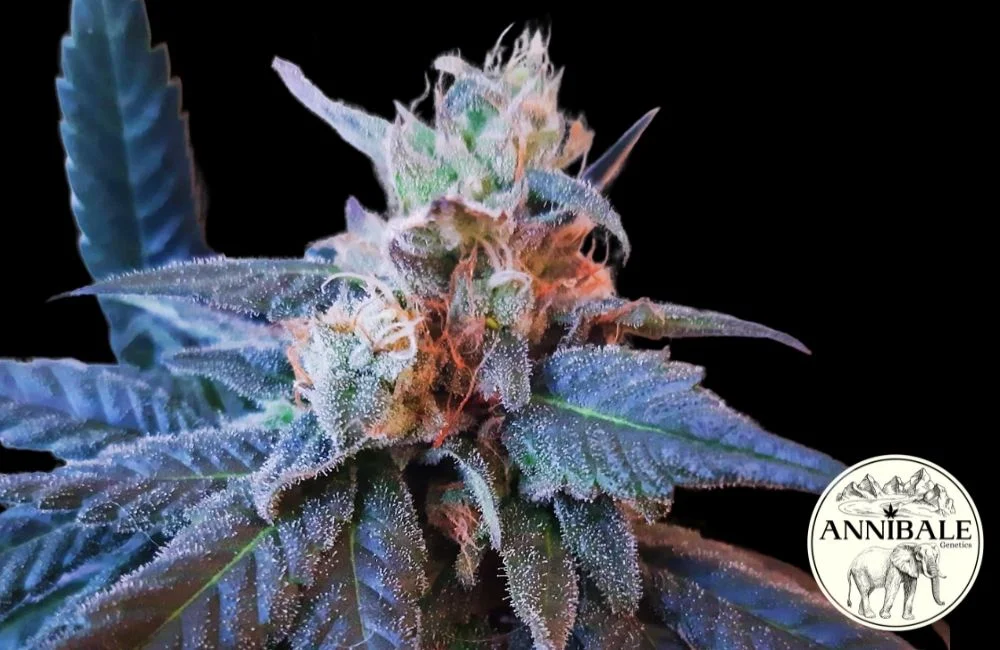 Effetti della Marijuana: Cannabis Sativa, Indica o Hashish? firstclass f1-annibale-genetics