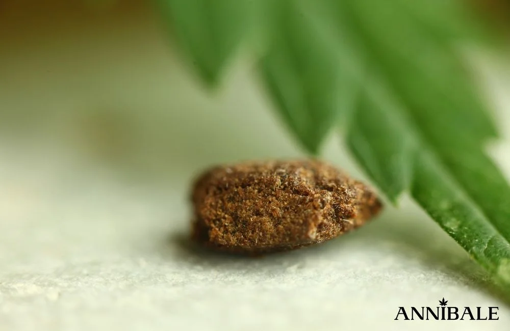 Effetti della Marijuana: Cannabis Sativa, Indica o Hashish? hashish-effetti-cannabis-marijuana