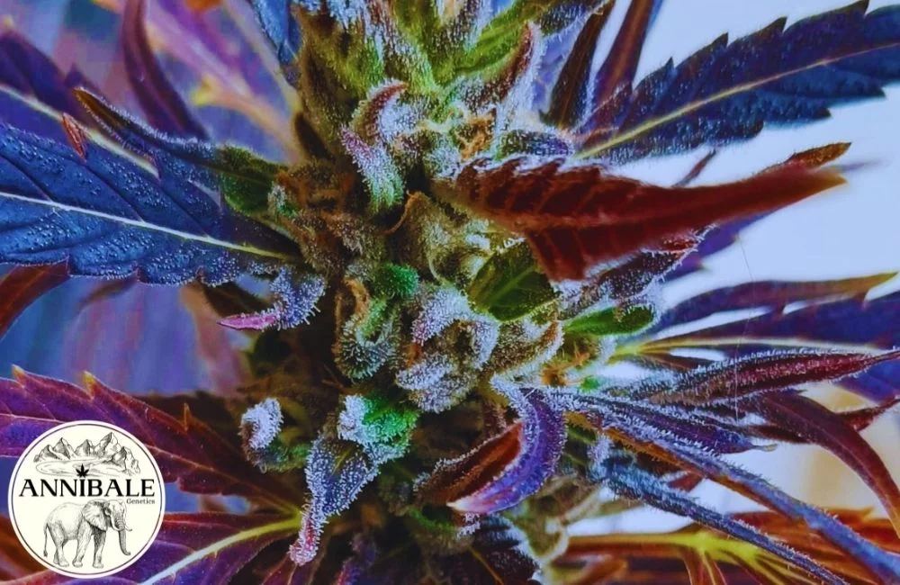 Effetti della Marijuana: Cannabis Sativa, Indica o Hashish? jack cloudwalker f1-annibale-genetics