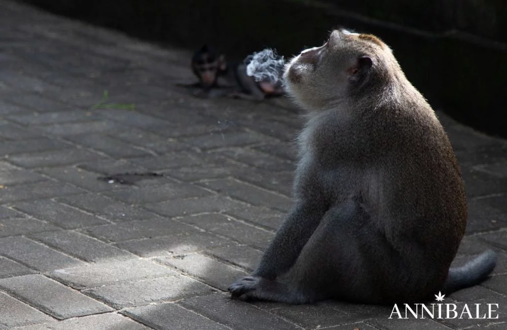 Effetti della Marijuana: Cannabis Sativa, Indica o Hashish? monkey-cannabis-smoking