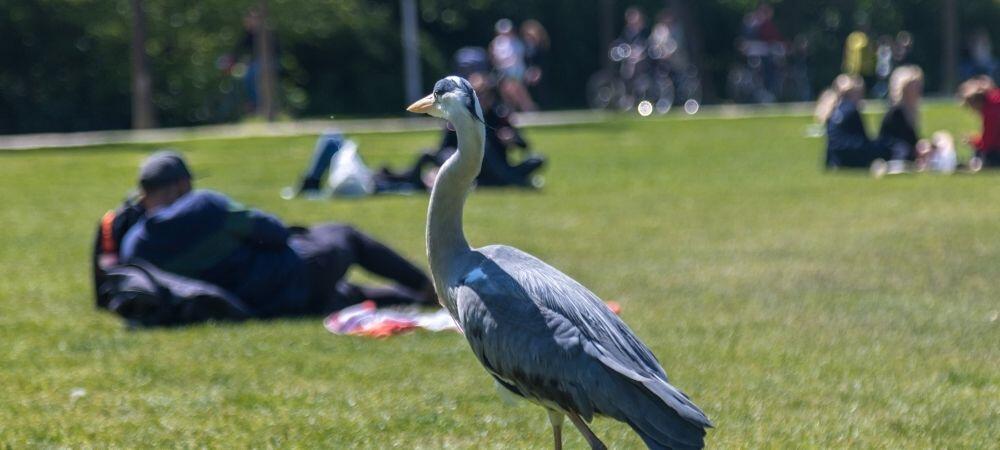 vondel park amsterdam 2026 coffee