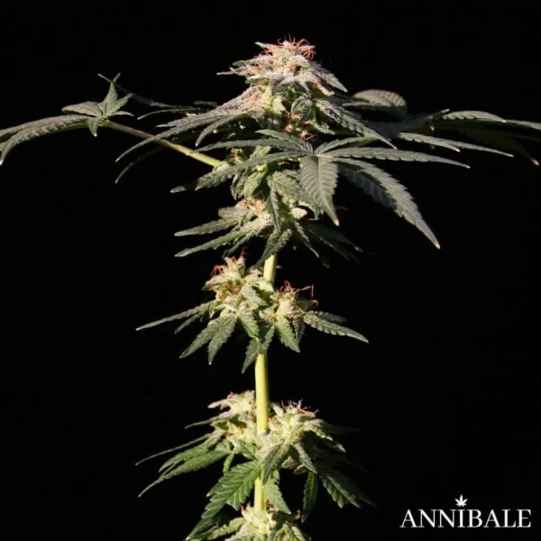 Lemon Mandarine F1 Annibale Genetics (1)