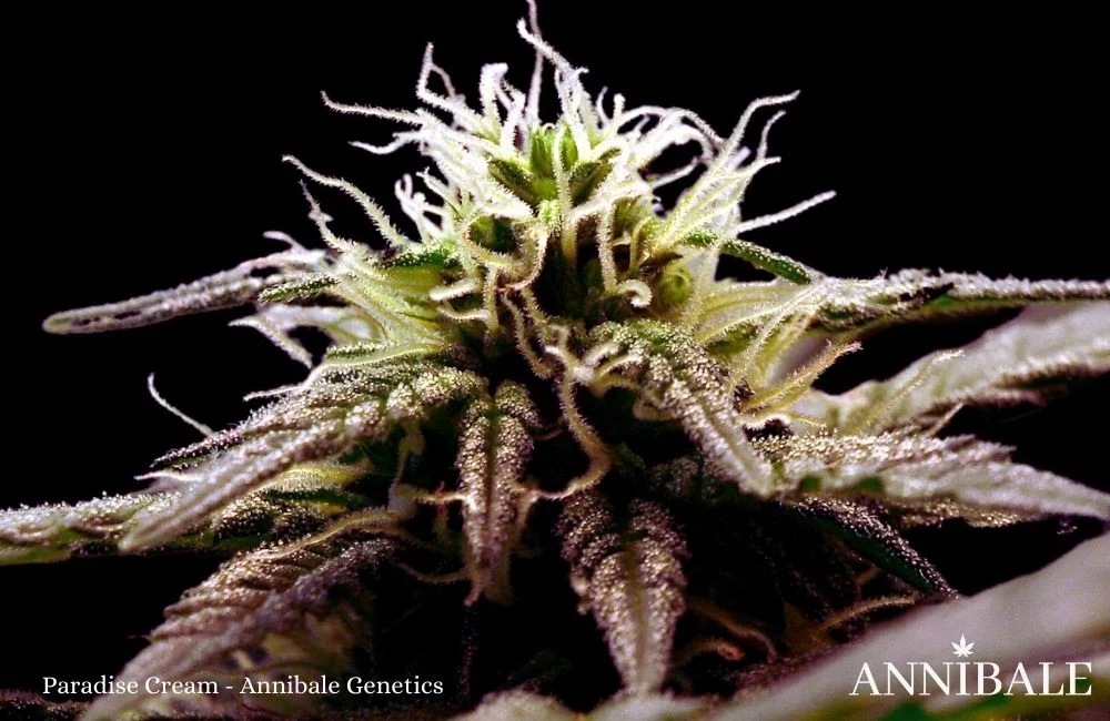 annibale genetics paradise cream