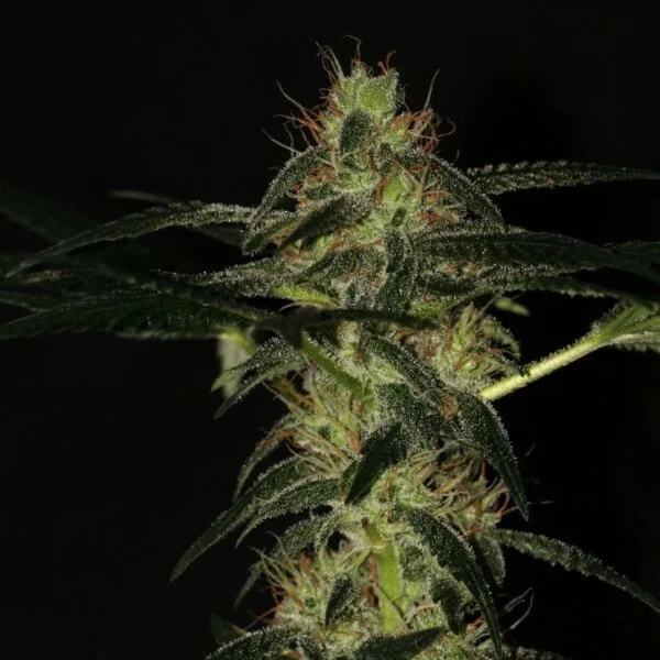 Mountain Hashplant F1 Annibale Genetics