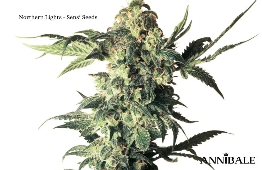 northern lights sensi seeds