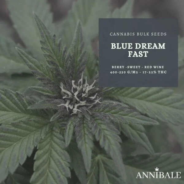 Blue Dream FAST Feminized Cannabis Bulk Seeds