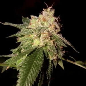 DNA Genetics OG Kush Feminized Cannabis Seeds Annibale Seedshop Reserva Privada 2