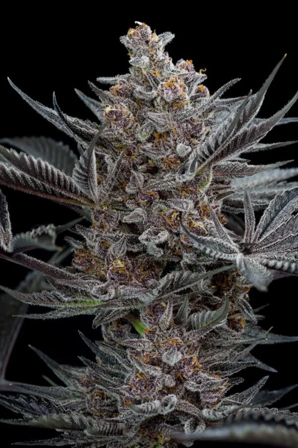 Forbidden Dream Femminizzata Humboldt Seeds 2