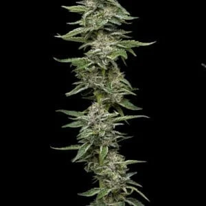 Garlic Budder-feminized-humboldt-seeds-company