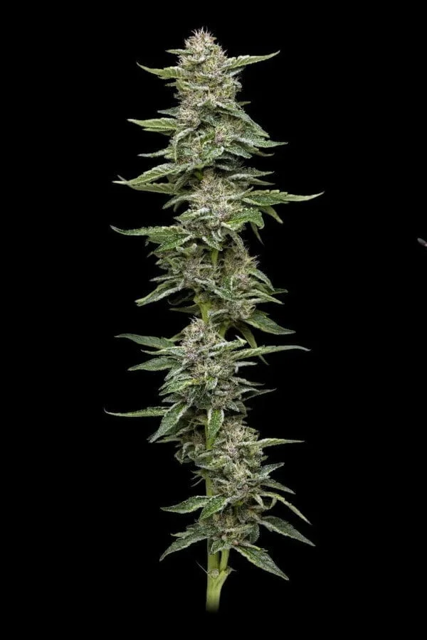 Garlic Budder-feminized-humboldt-seeds-company