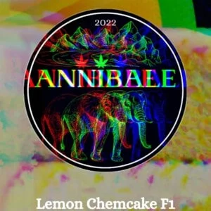 Lemon Chemcake F1 Annibale Genetics (1)