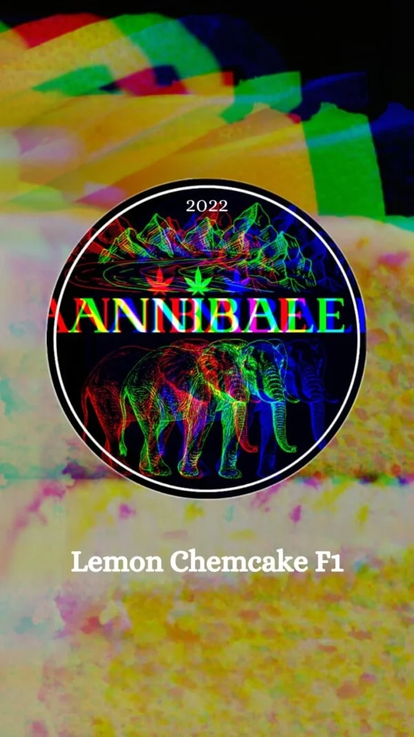 Lemon Chemcake F1 Annibale Genetics (1)