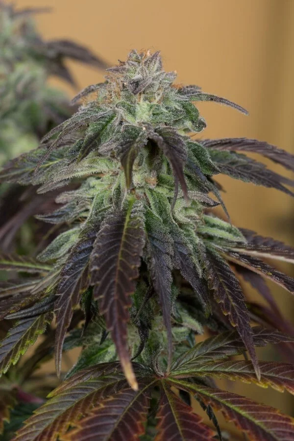 OG Kush Regolare Humboldt Seeds 2