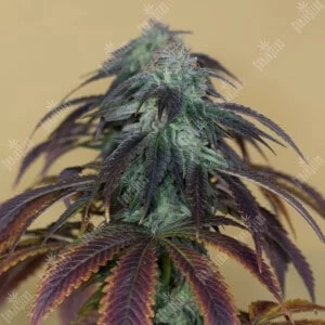 OG Kush Regolare - Humboldt Seeds