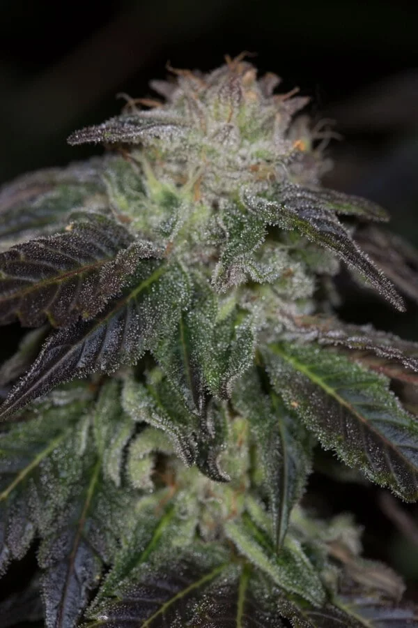 OG Kush Regular - Humboldt Seeds - Image 5