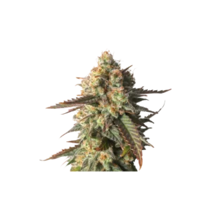 Super Sativa Seed Club Strawberry Chemdawg OG Feminized Cannabis Seeds Annibale Seedshop