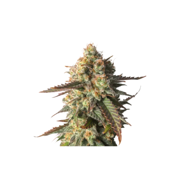 Super Sativa Seed Club Strawberry Chemdawg OG Feminized Cannabis Seeds Annibale Seedshop
