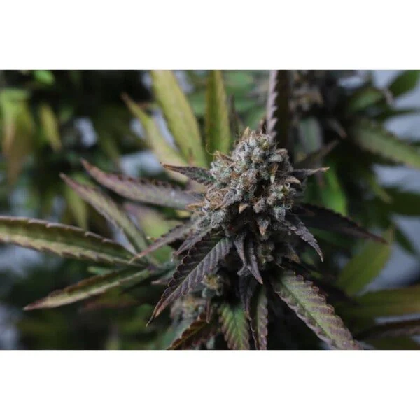 Strawberry Chemdawg OG - Super Sativa Seed Club - immagine 2