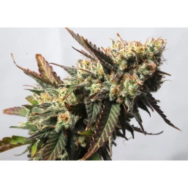 Strawberry Chemdawg OG - Super Sativa Seed Club - immagine 3