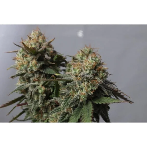 Super Sativa Seed Club Strawberry Chemdawg OG Feminized Cannabis Seeds Annibale Seedshop 3