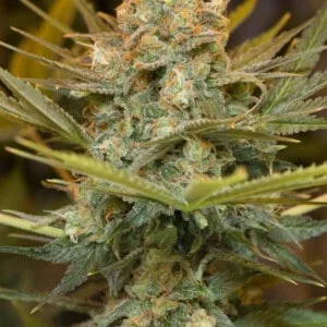 Three Blue Kings Feminized Humboldt Seeds