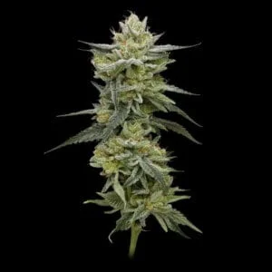 Hella Jelly Rancher feminized humboldt seeds company