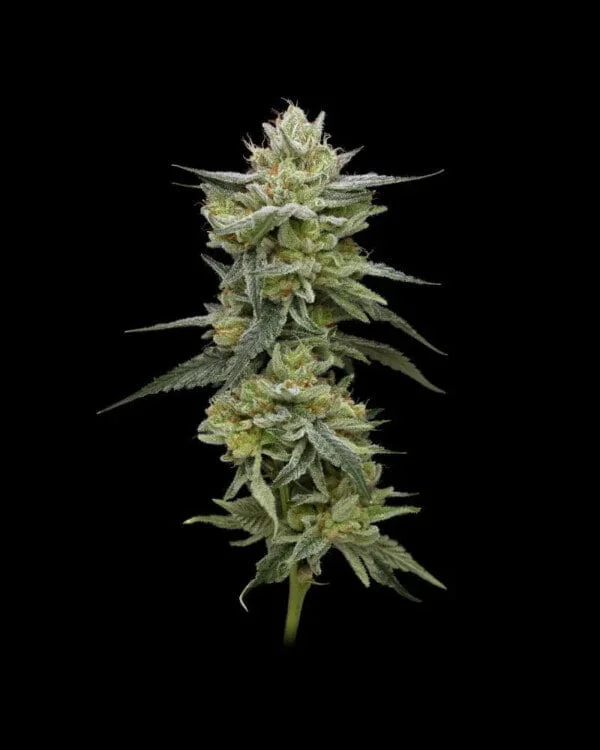 Hella Jelly Rancher feminized humboldt seeds company