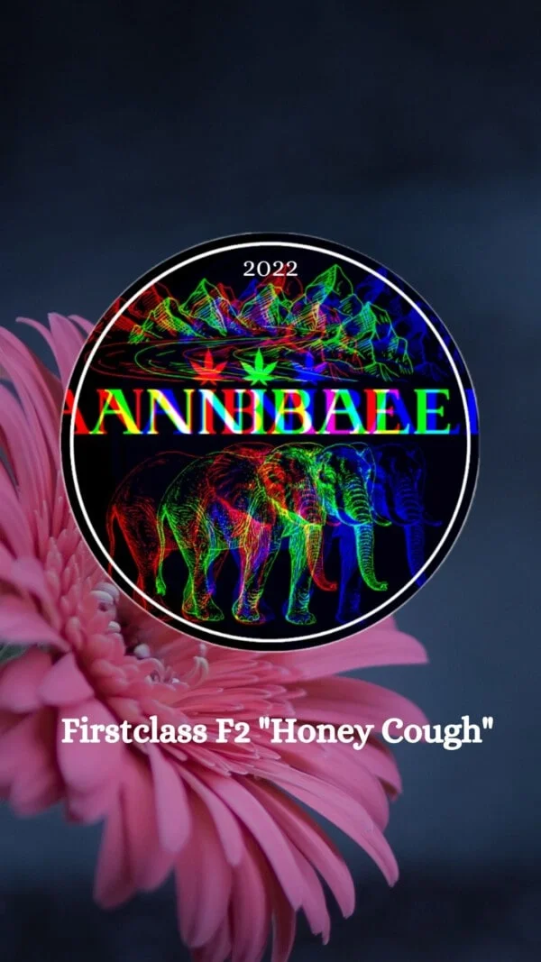 Firstclass F2 Regular - Annibale Genetics