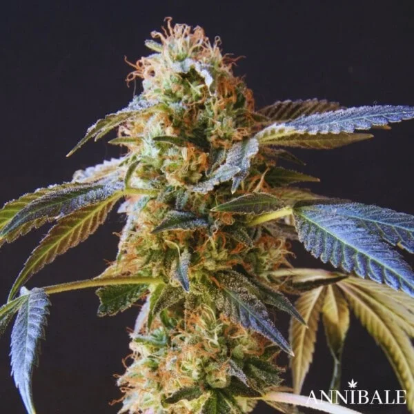 Strawberry Pebbles Punch F1 Annibale Genetics (1)