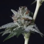 25 Best Cannabis Seeds Strains On 2022