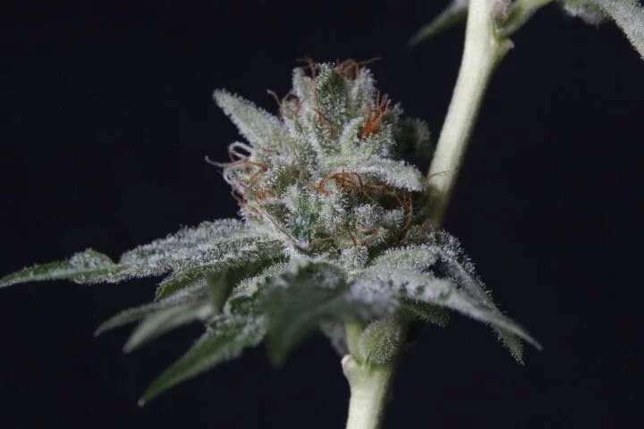 25 Best Cannabis Seeds Strains On 2022