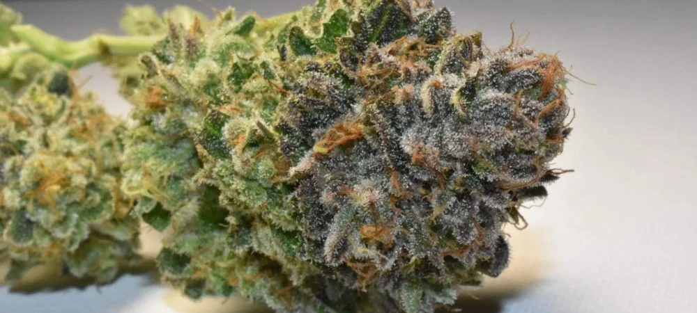 Chocolate Mint OG Humboldt Seeds
