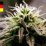 Where To Buy Cannabis Seeds Online In Germany (1)