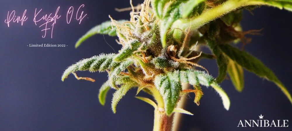 Kosher Kush: History, Taste, Effects of an Award Strain! Pink Kush O.G. F1 Annibale Genetics (1)