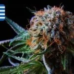 Where To Buy Cannabis Seeds Online In Greece